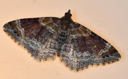 Réf. 307 958 : Xanthorhoe sp.